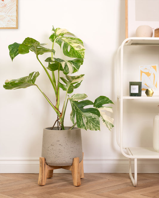 Variegated Swiss Cheese Plant