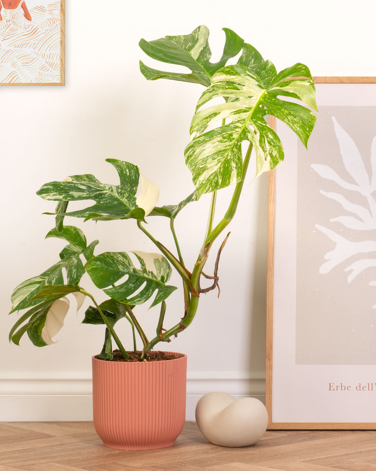 Variegated Swiss Cheese Plant