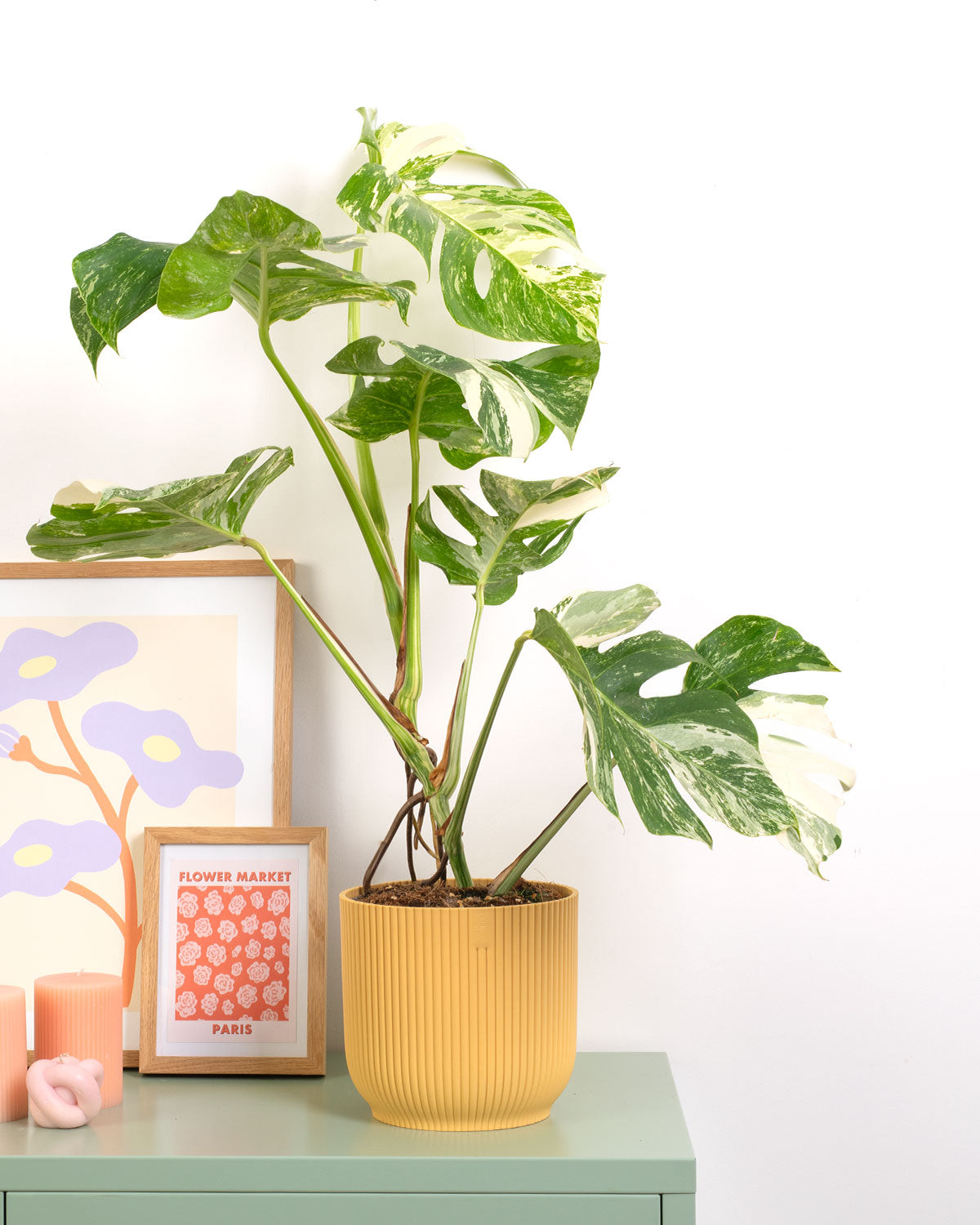 Variegated Swiss Cheese Plant