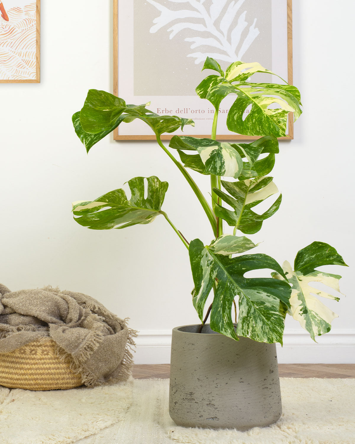 Variegated Swiss Cheese Plant