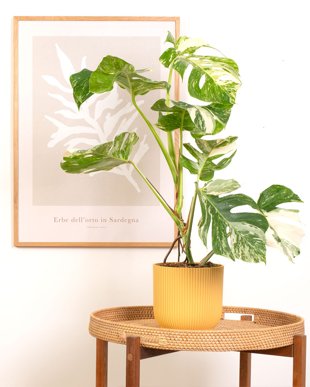 Variegated Swiss Cheese Plant