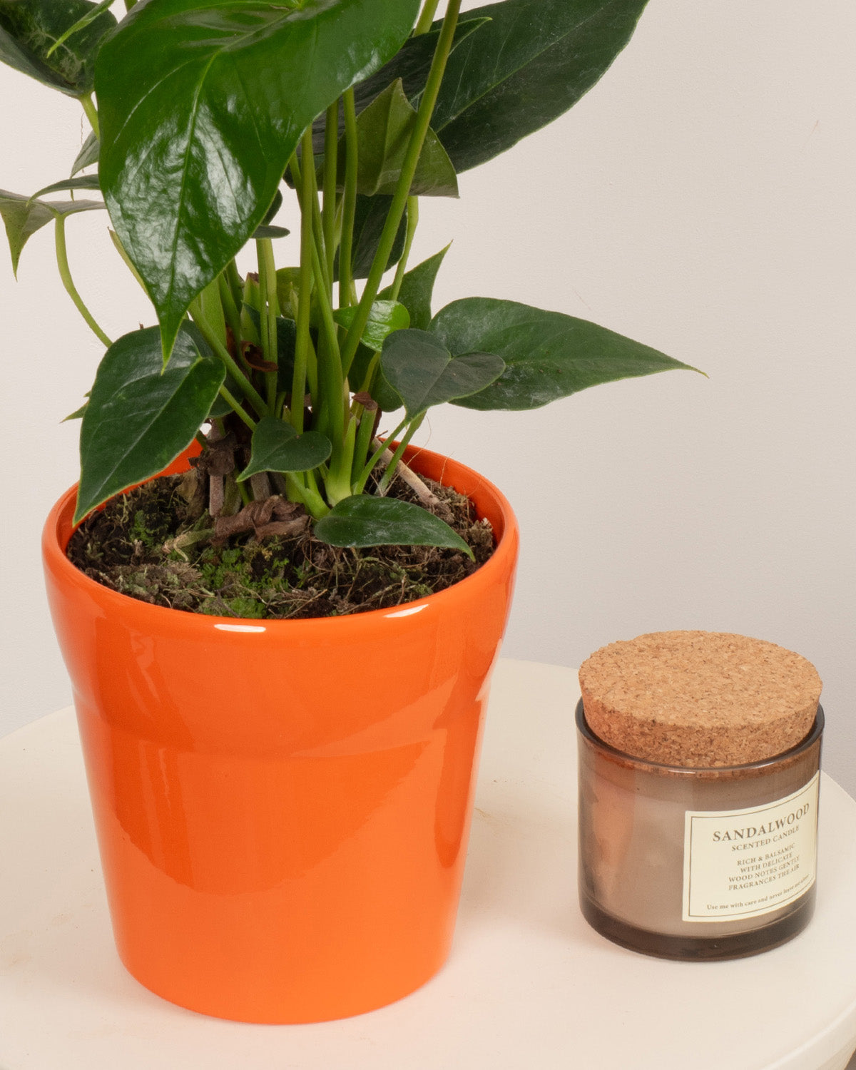 Orange Flamingo Plant