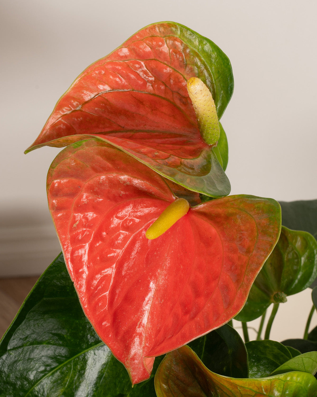 Orange Flamingo Plant