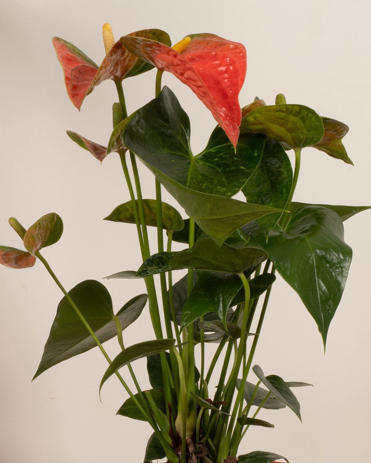Orange Flamingo Plant