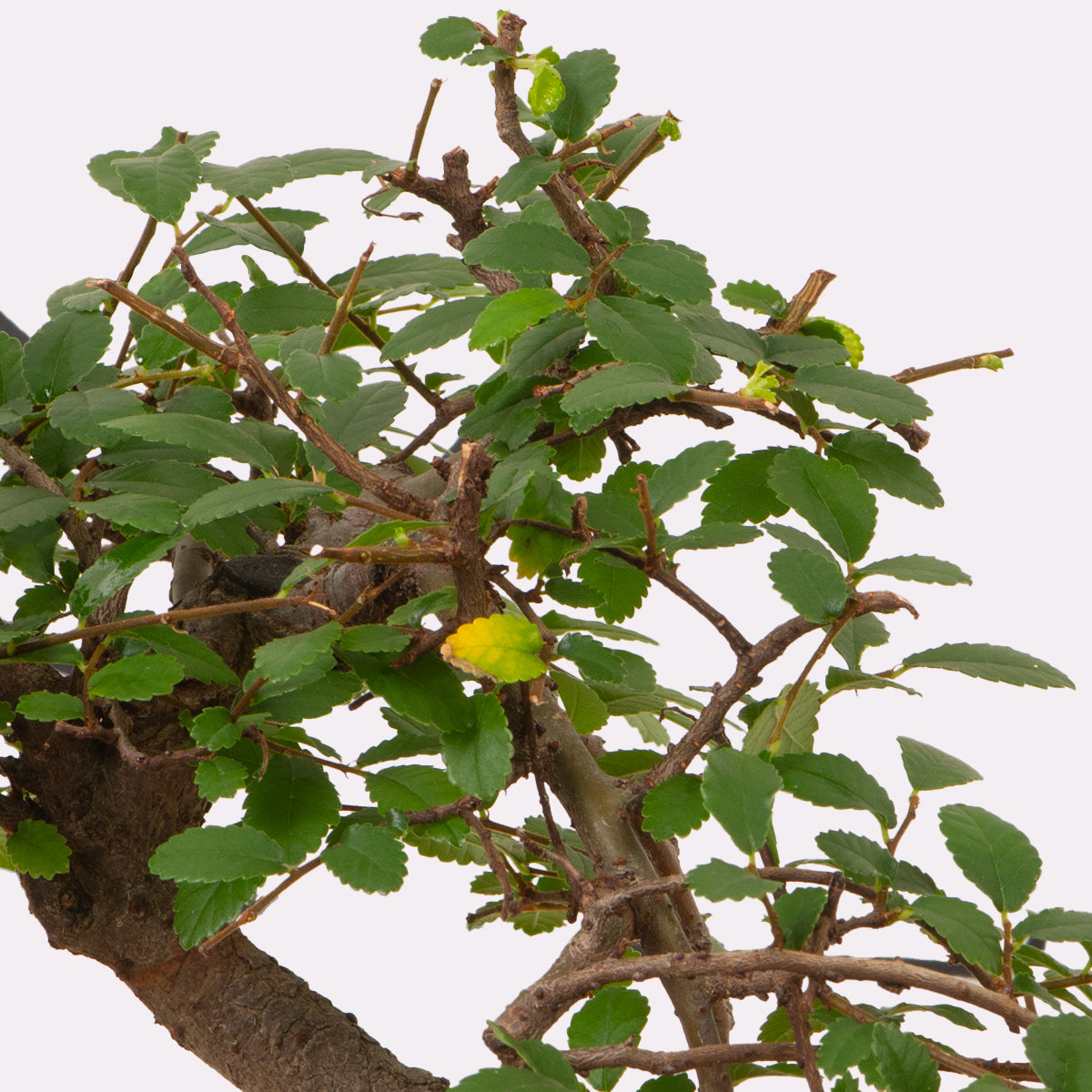 Oriental Tea Tree
