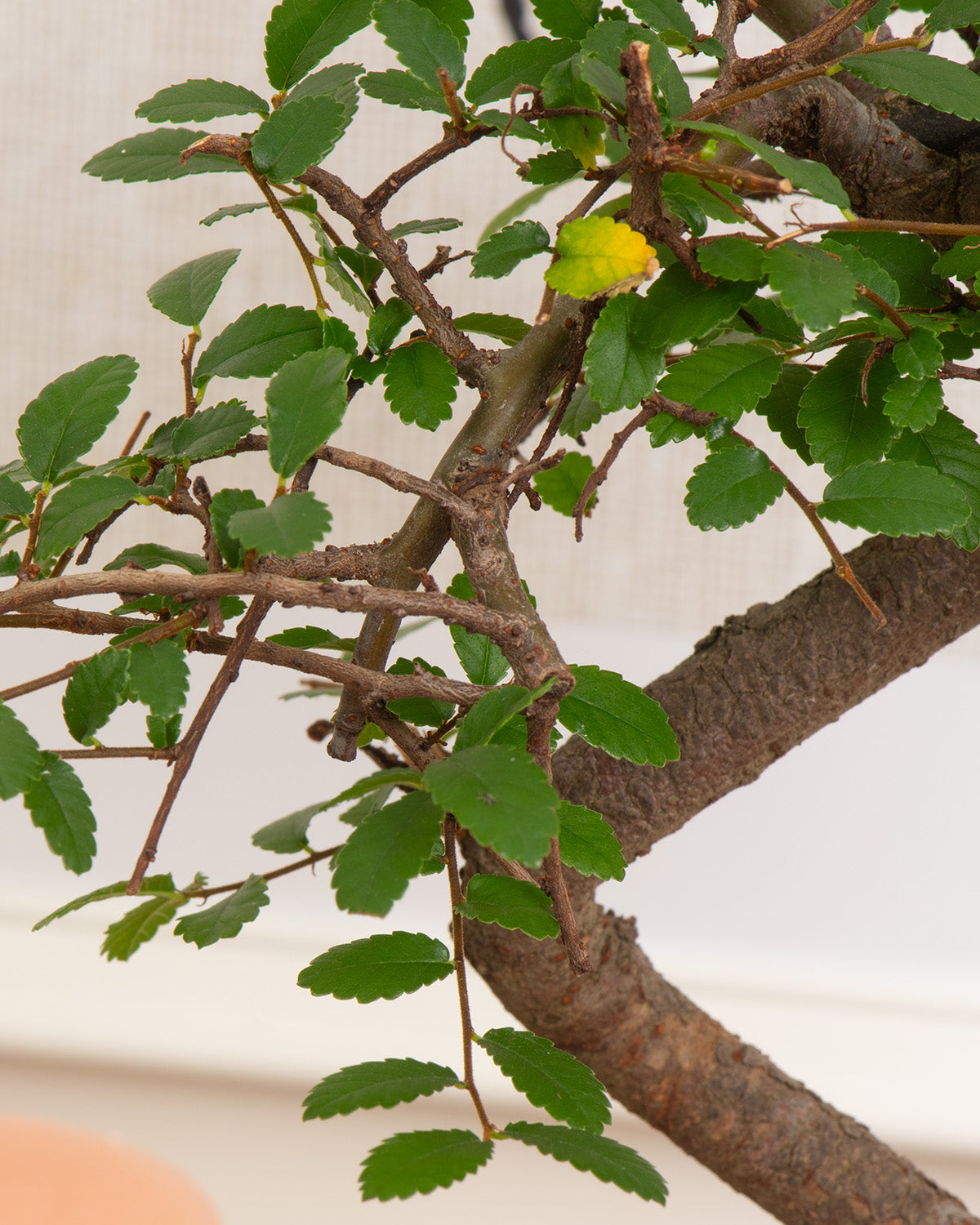 Oriental Tea Tree