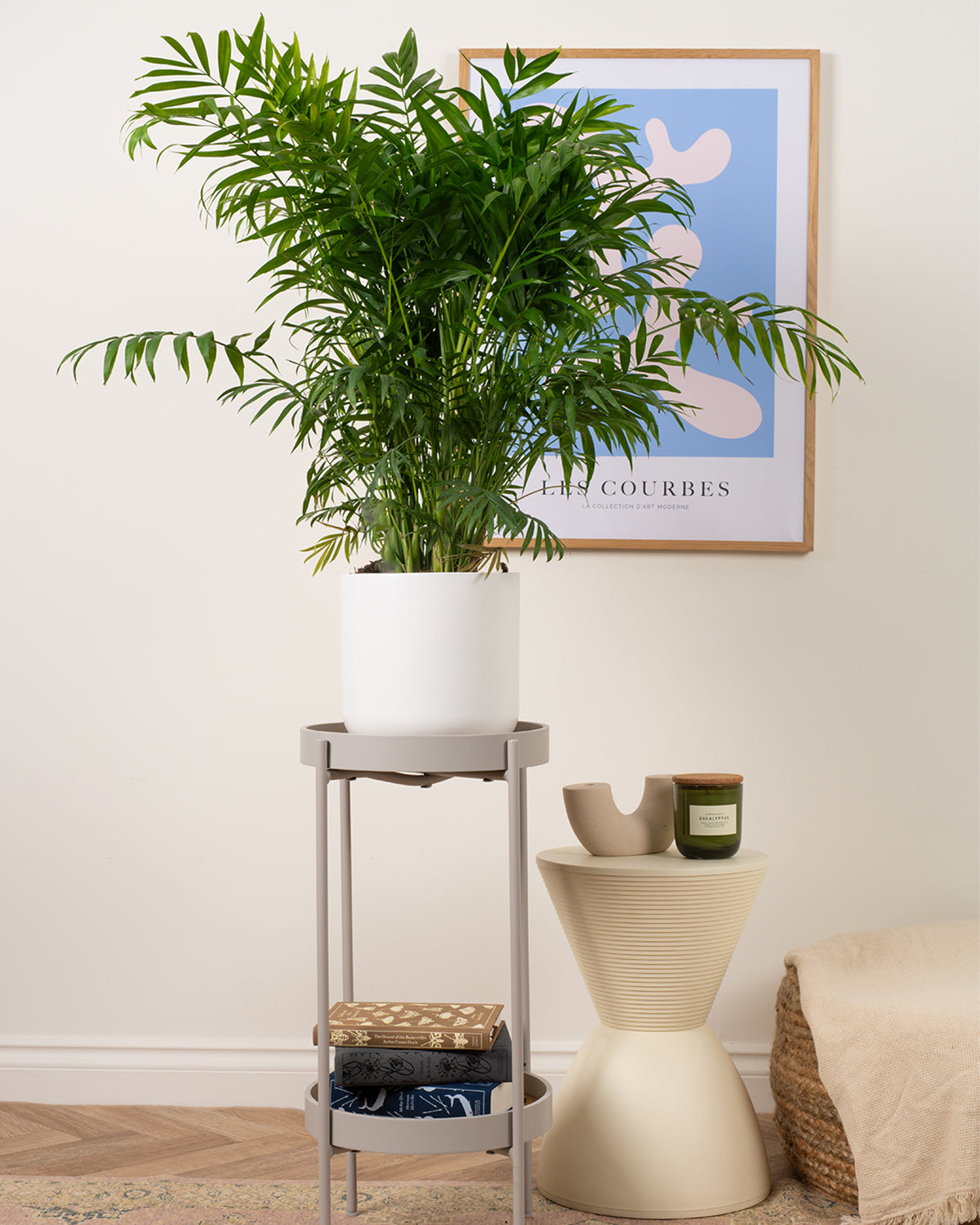 Parlour Palm
