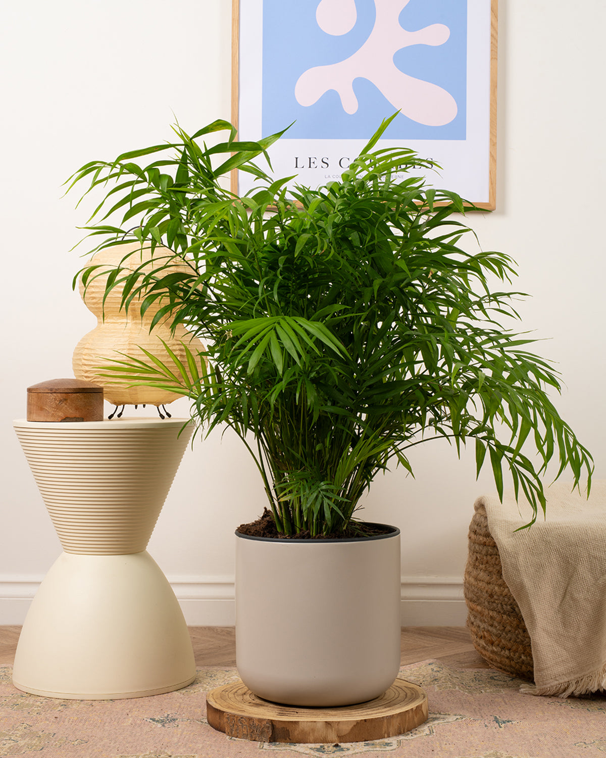 Parlour Palm