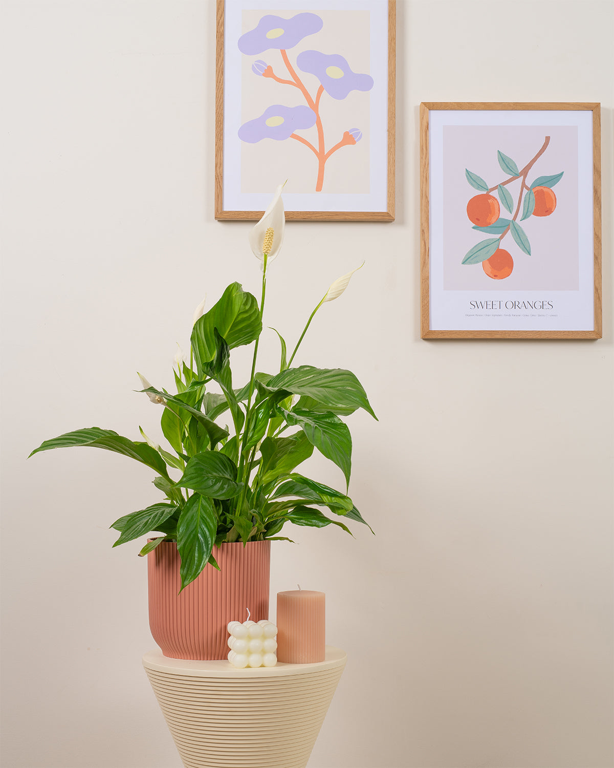 Peace Lily
