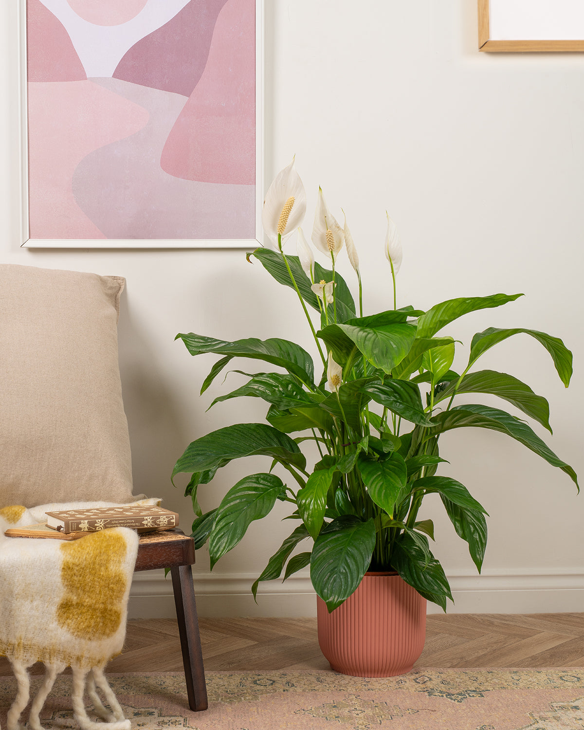 Peace Lily