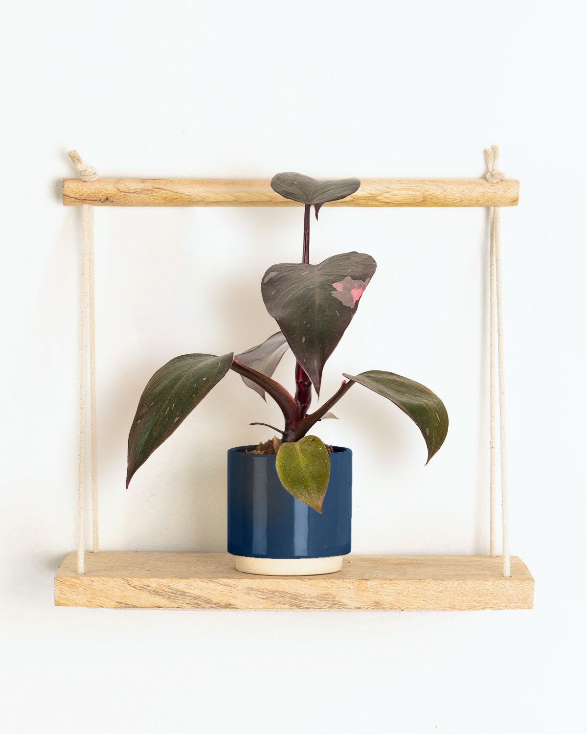 philodendron erubescens pink princess uk Lil' Pink Princess Philodendron erubescens