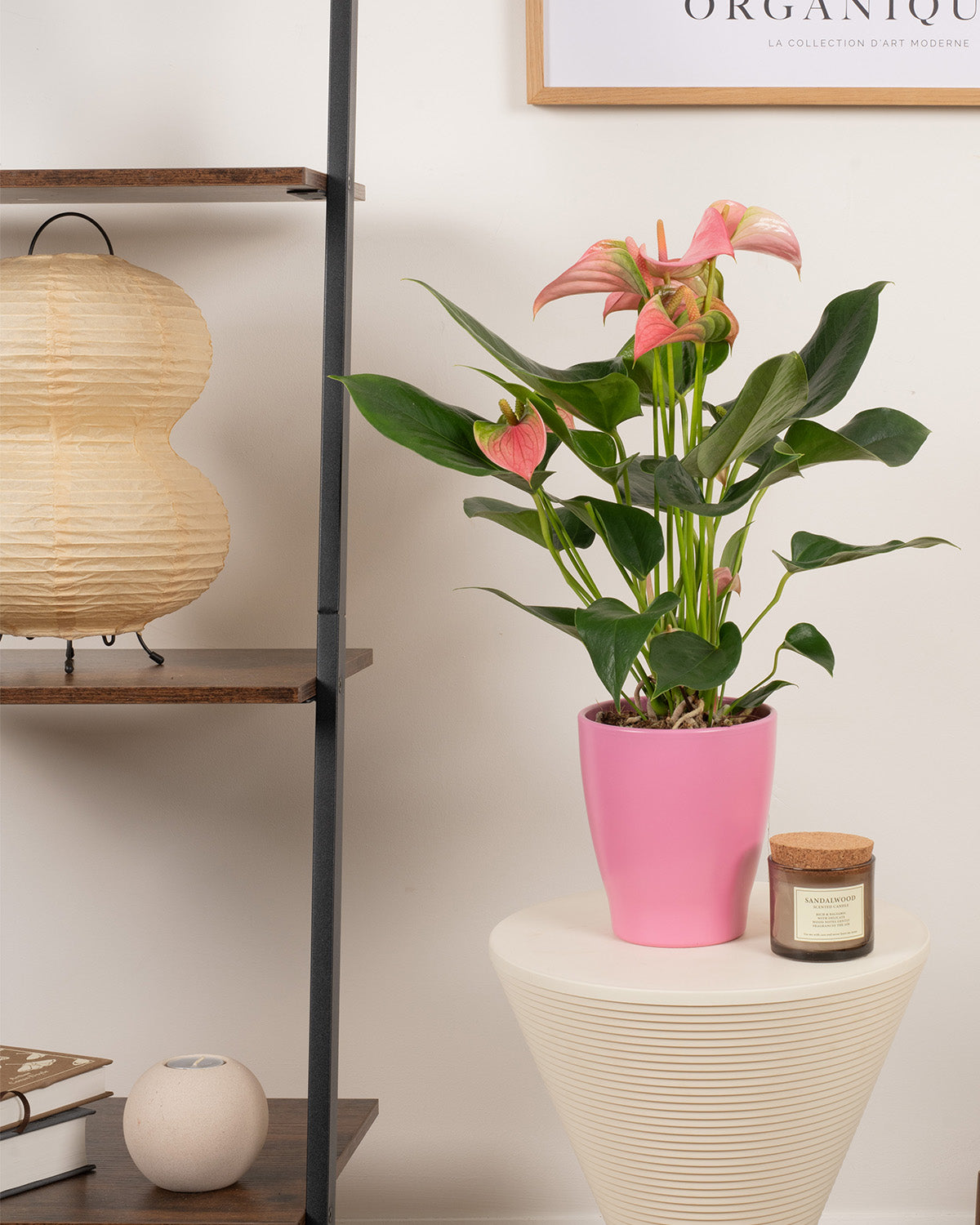 Pink Flamingo Plant | Pink Anthurium | Prickle Plants