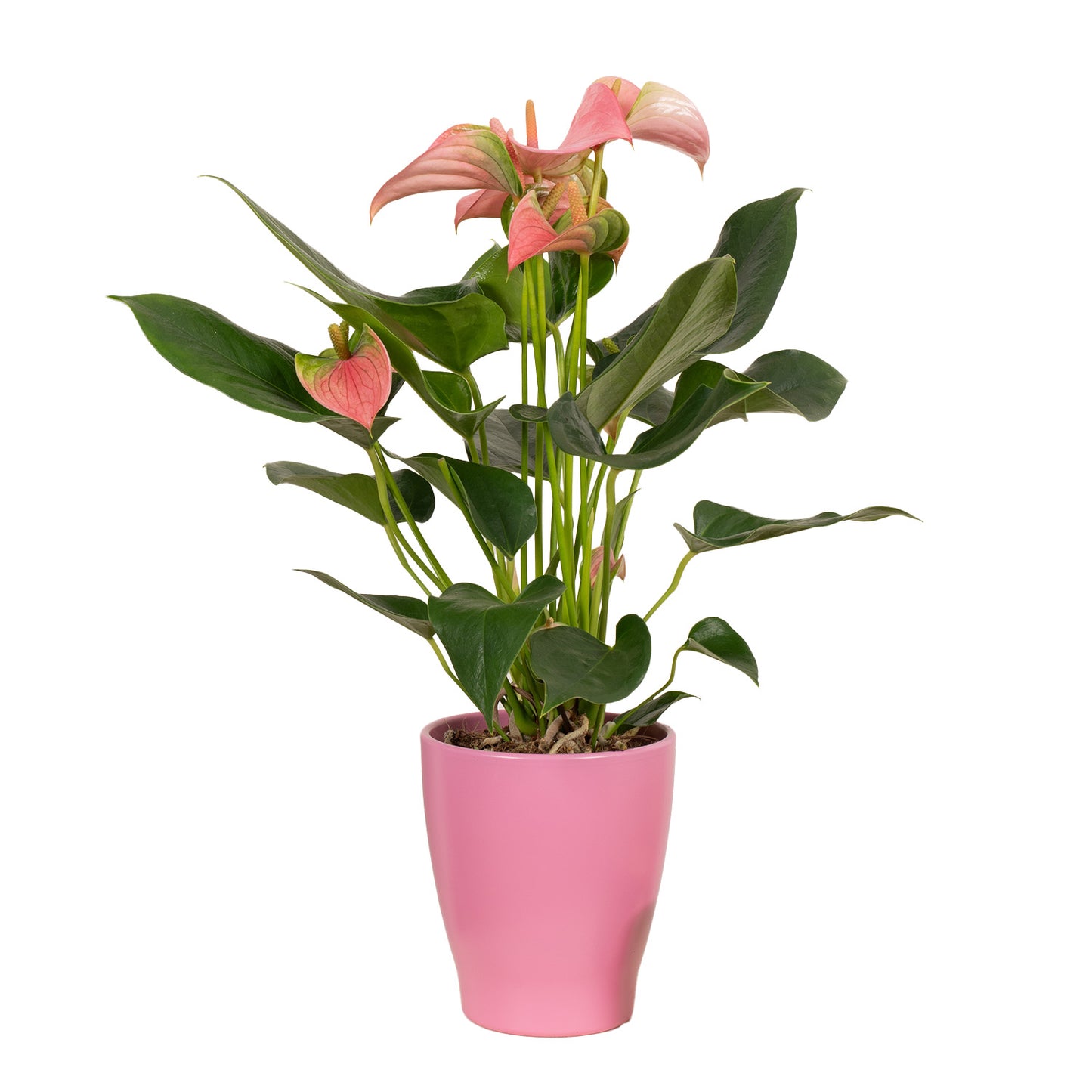 Pink Flamingo Plant