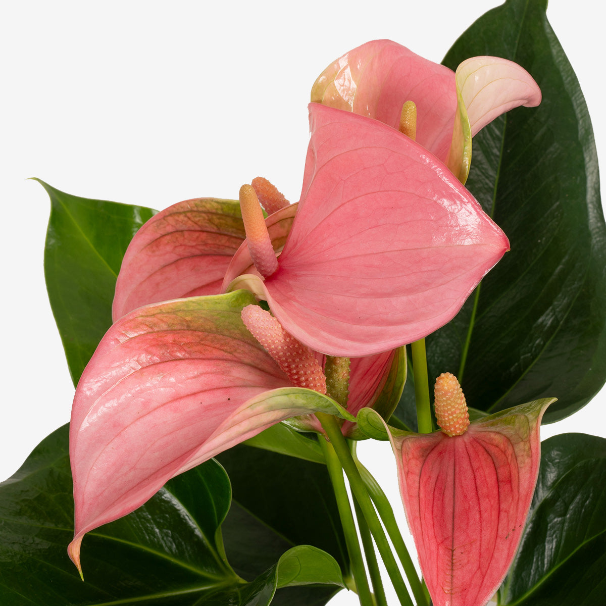 Pink Flamingo Plant