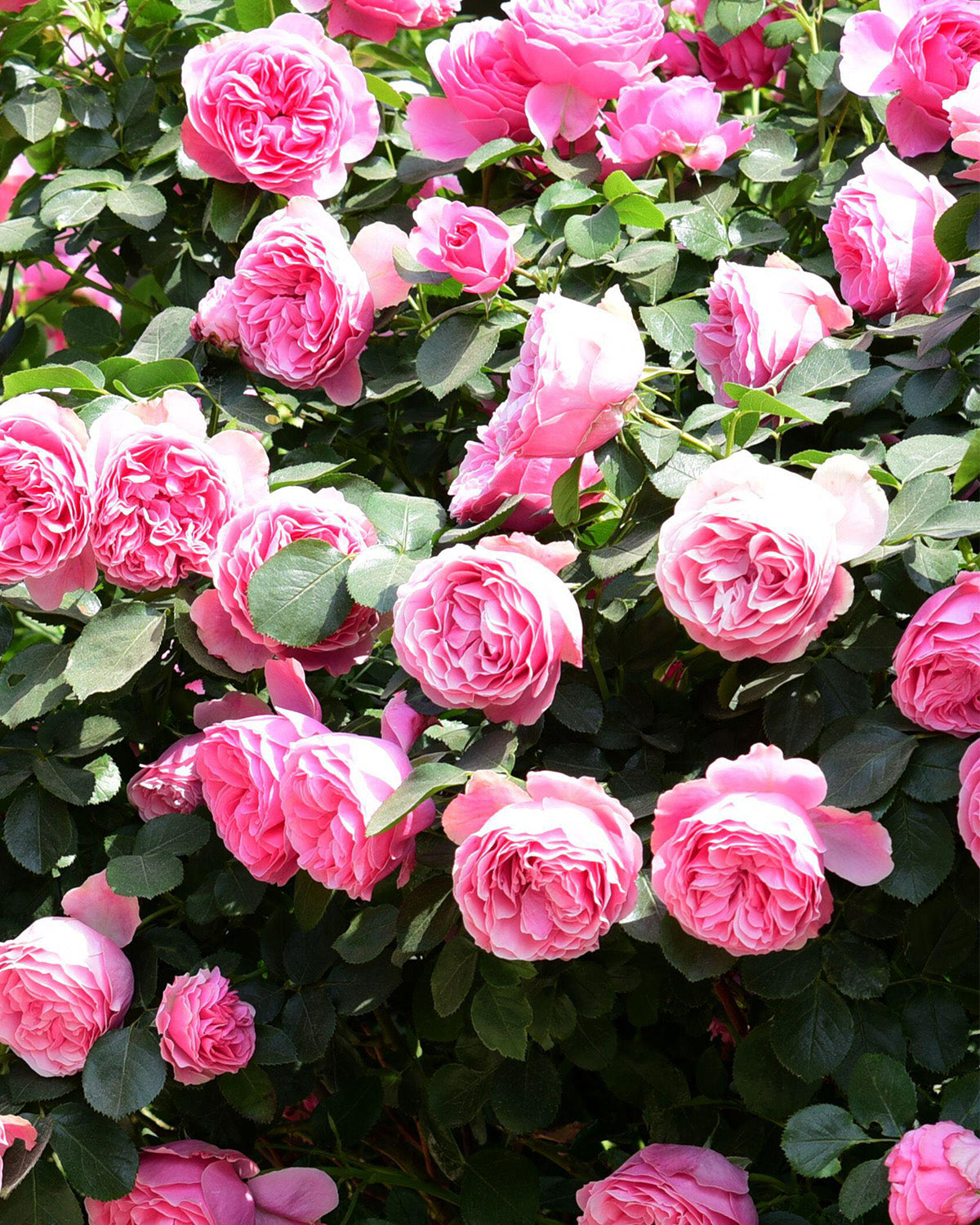 Pink Rose