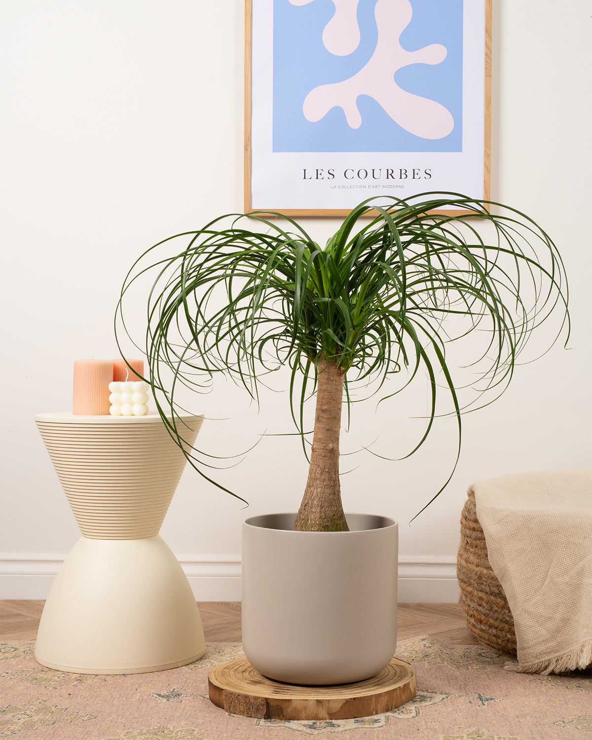 Ponytail Palm