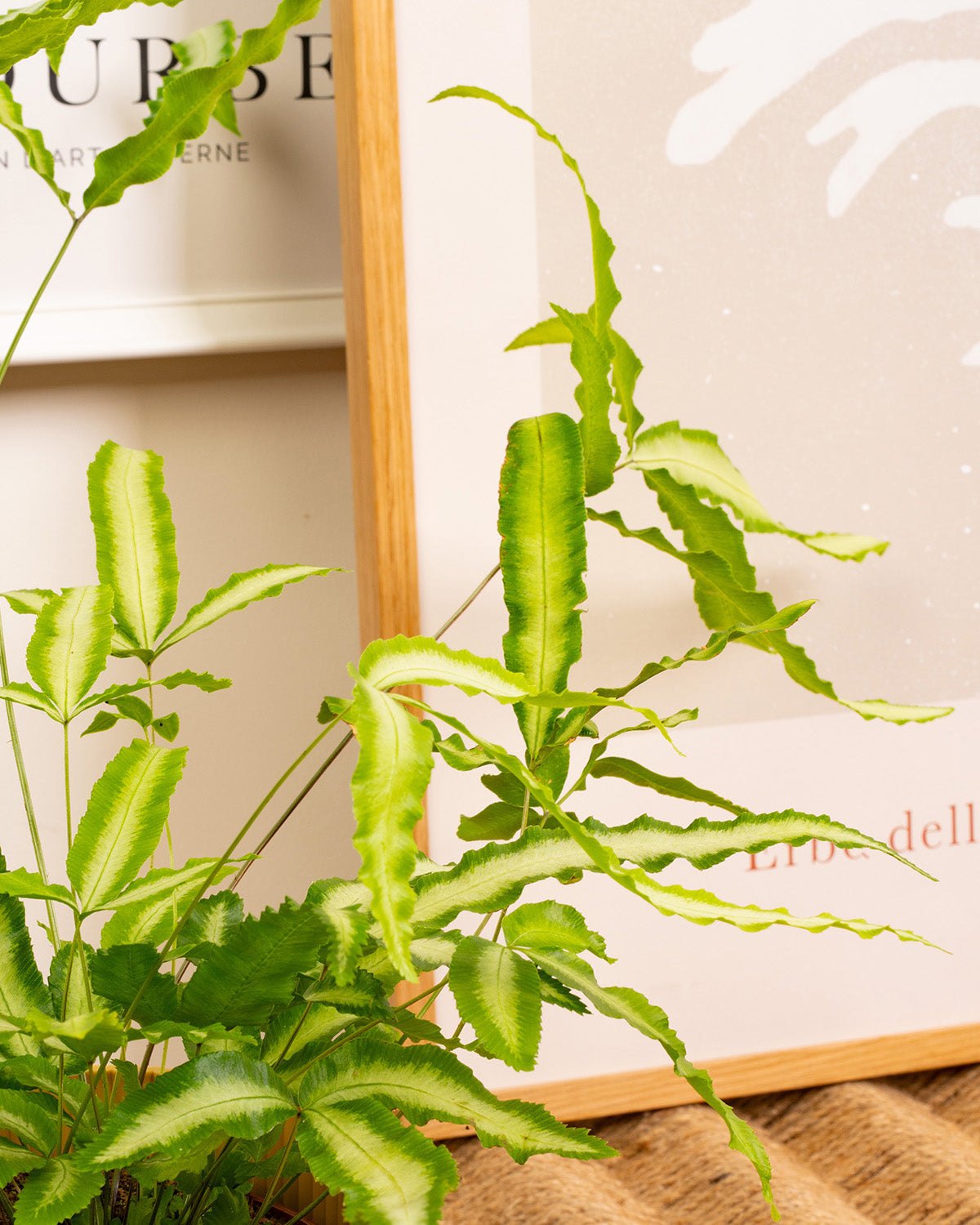 Silver Ribbon Fern