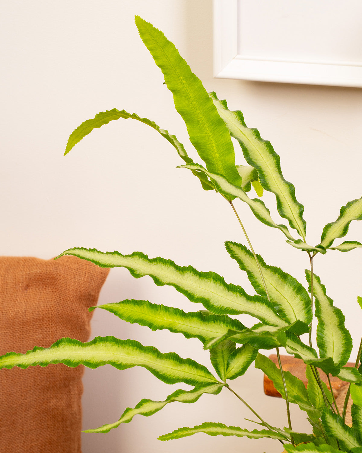 Silver Ribbon Fern