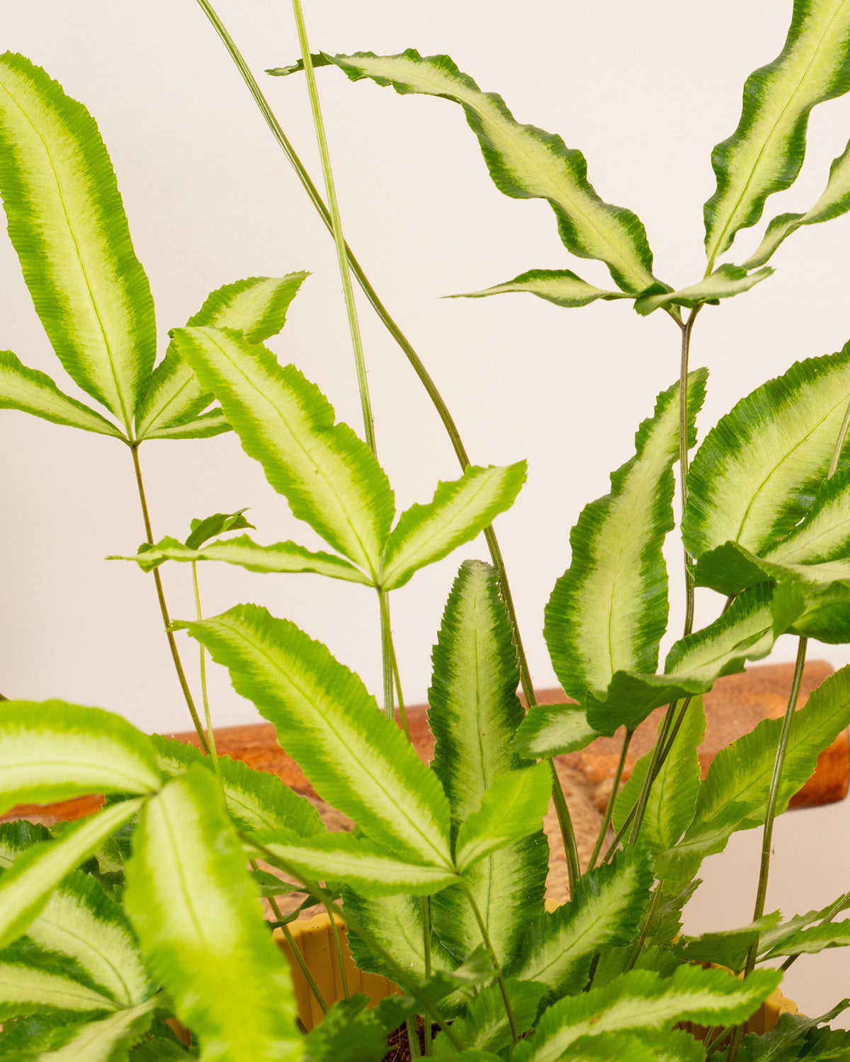 Silver Ribbon Fern