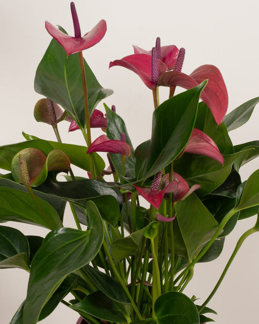 Purple Flamingo Plant