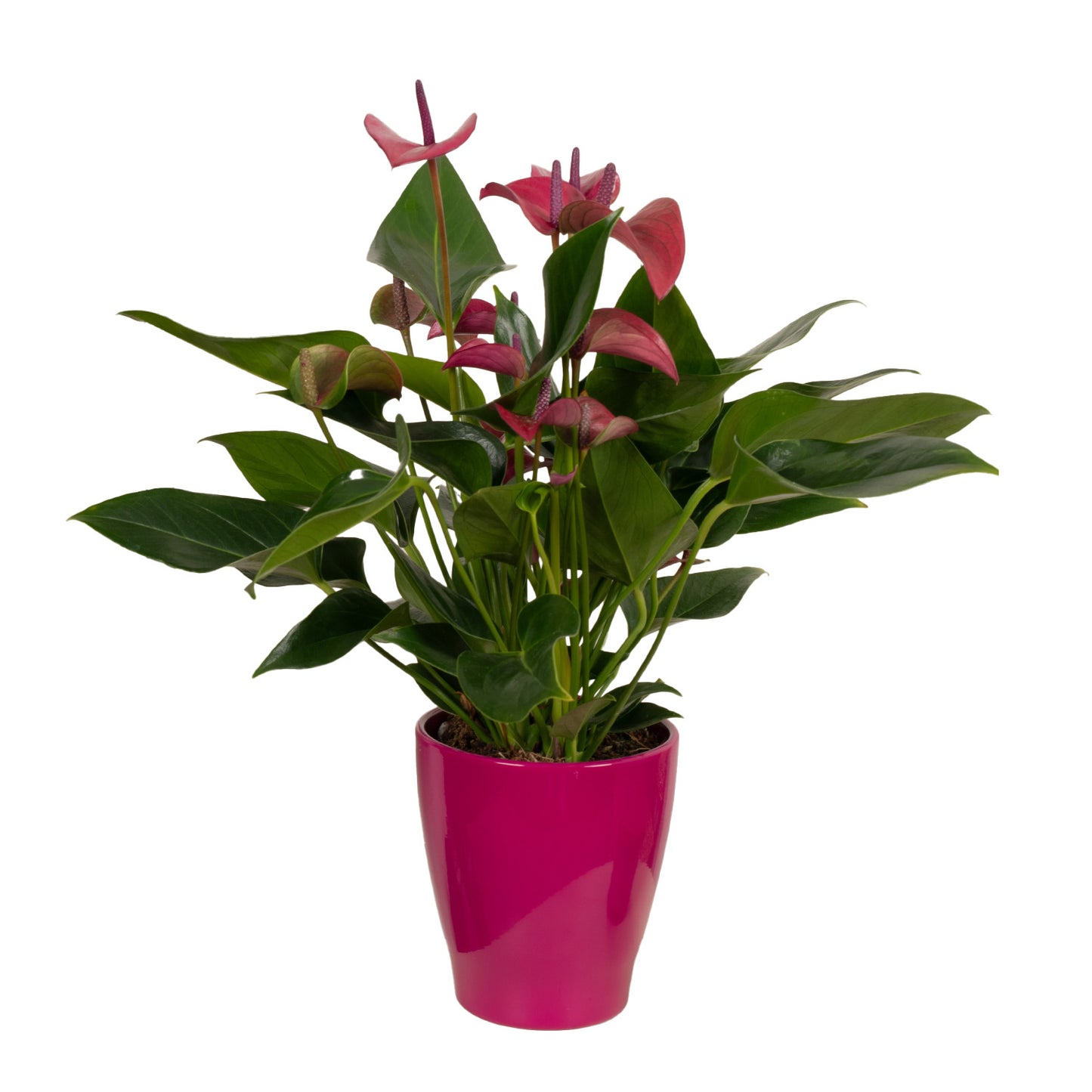 Purple Flamingo Plant