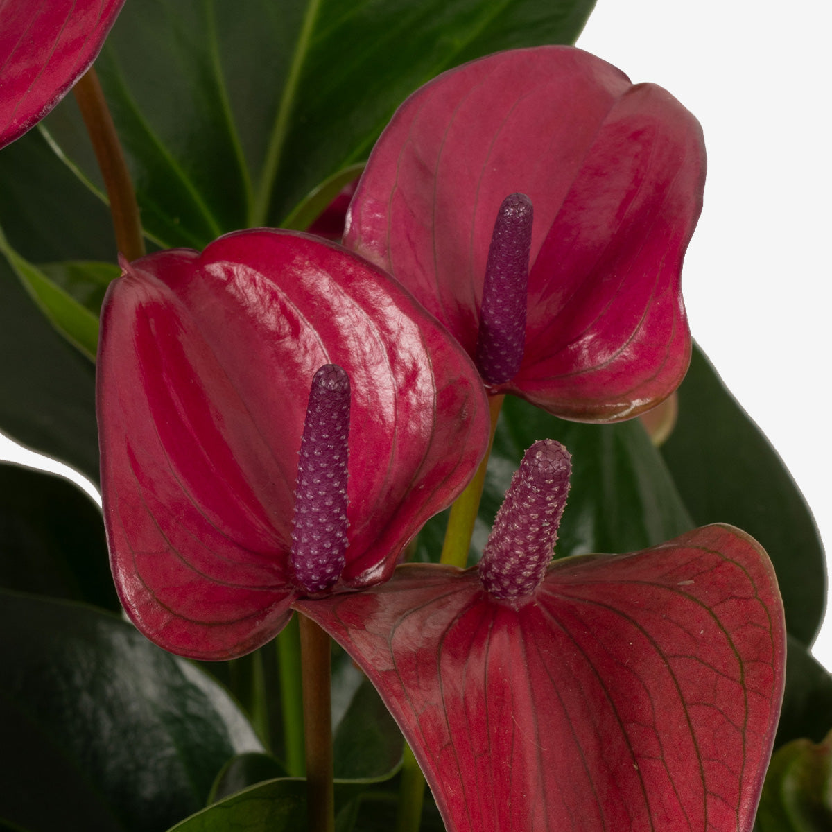 Purple Flamingo Plant