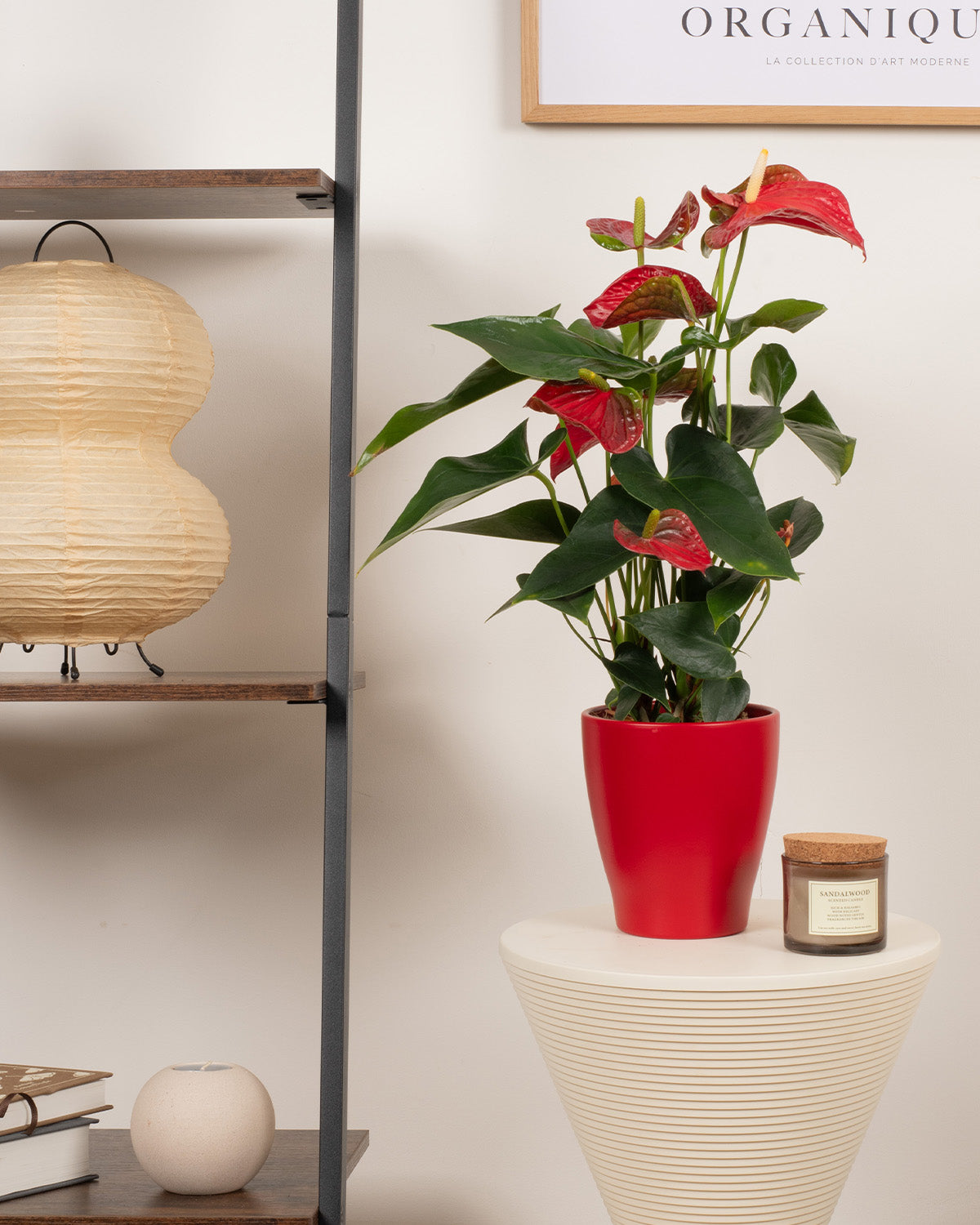 anthurium flamingo rouge Red Flamingo Plant | Red Anthurium