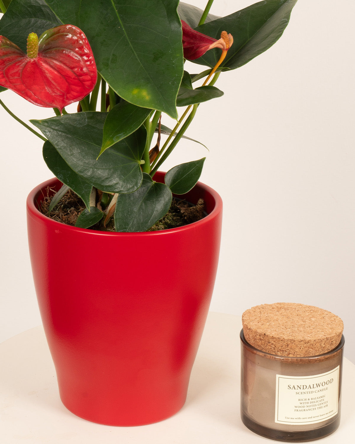 Red Flamingo Plant