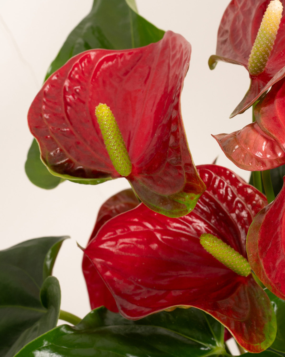Red Flamingo Plant