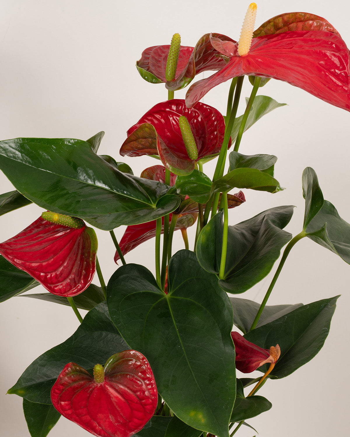 Red Flamingo Plant
