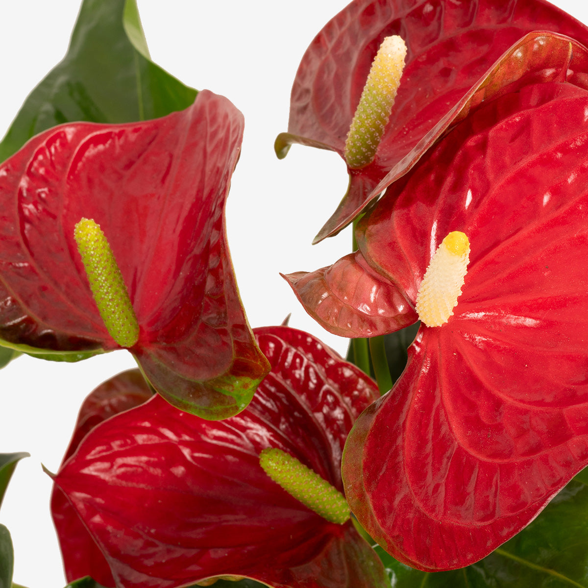 Red Flamingo Plant