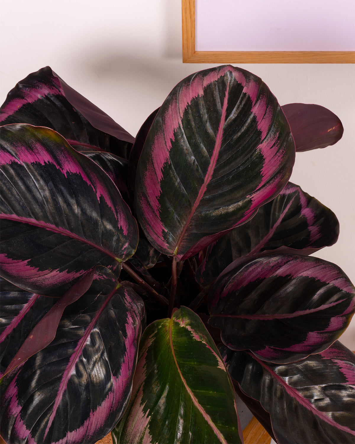 Rose Painted Prayer Plant