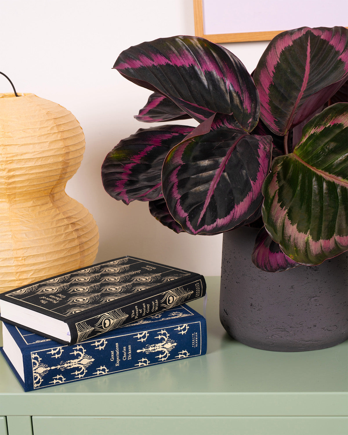 Rose Painted Prayer Plant