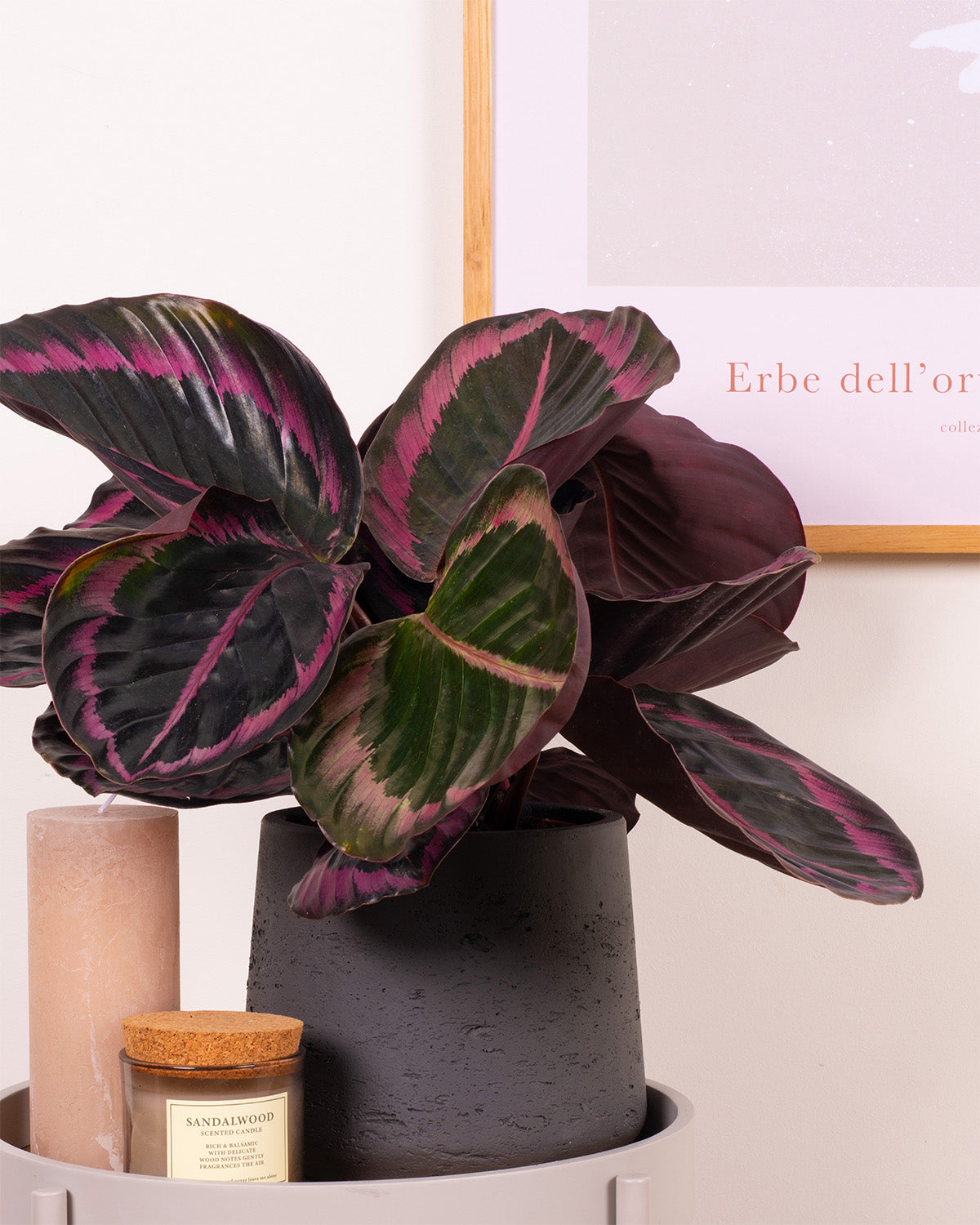 Rose Painted Prayer Plant