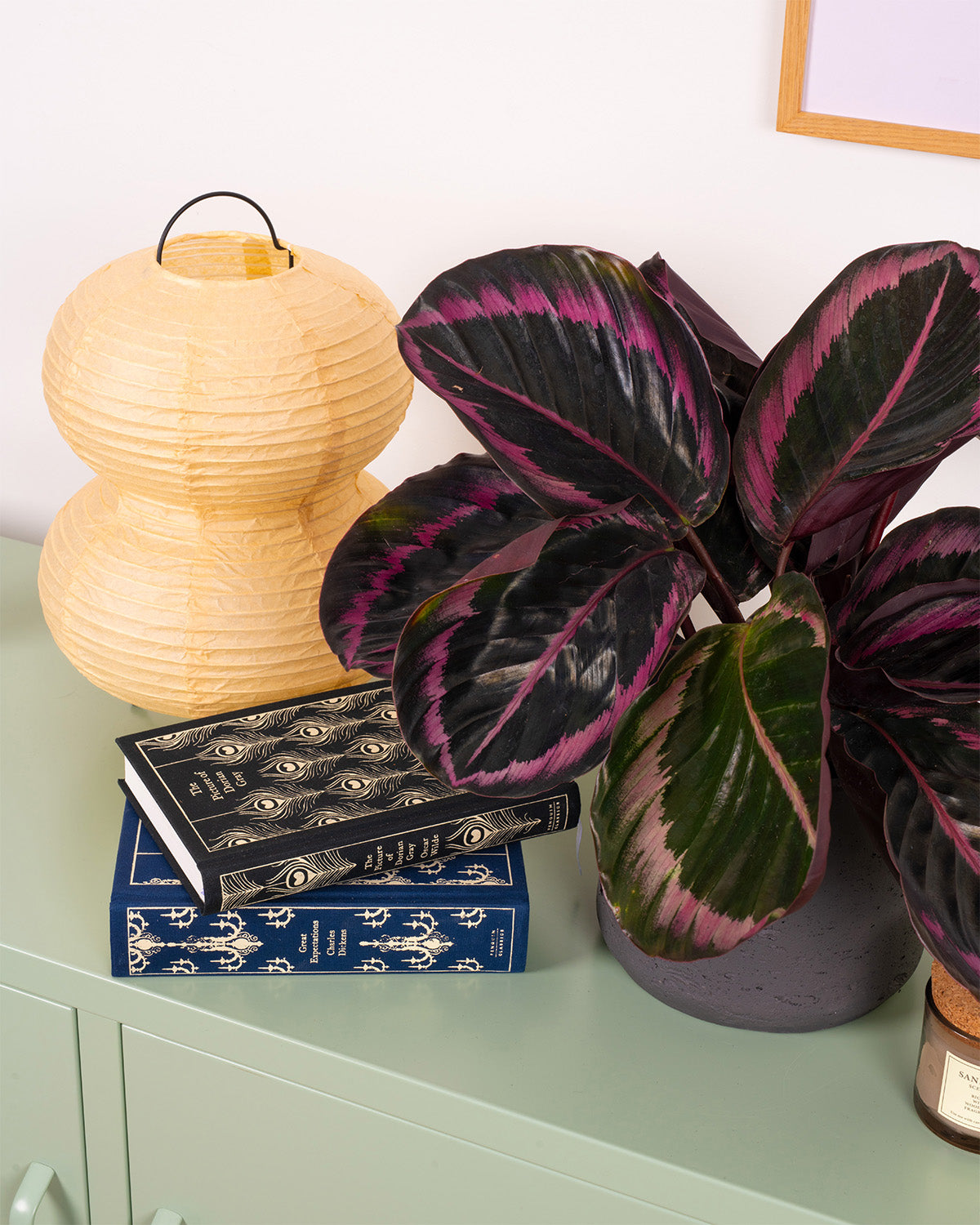 Rose Painted Prayer Plant