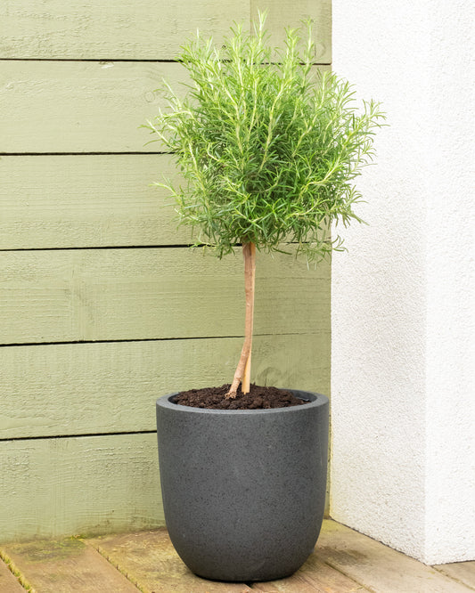 Rosemary Patio Tree
