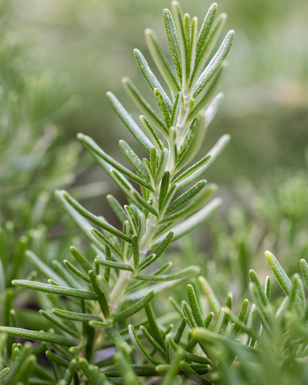 Rosemary Patio Tree