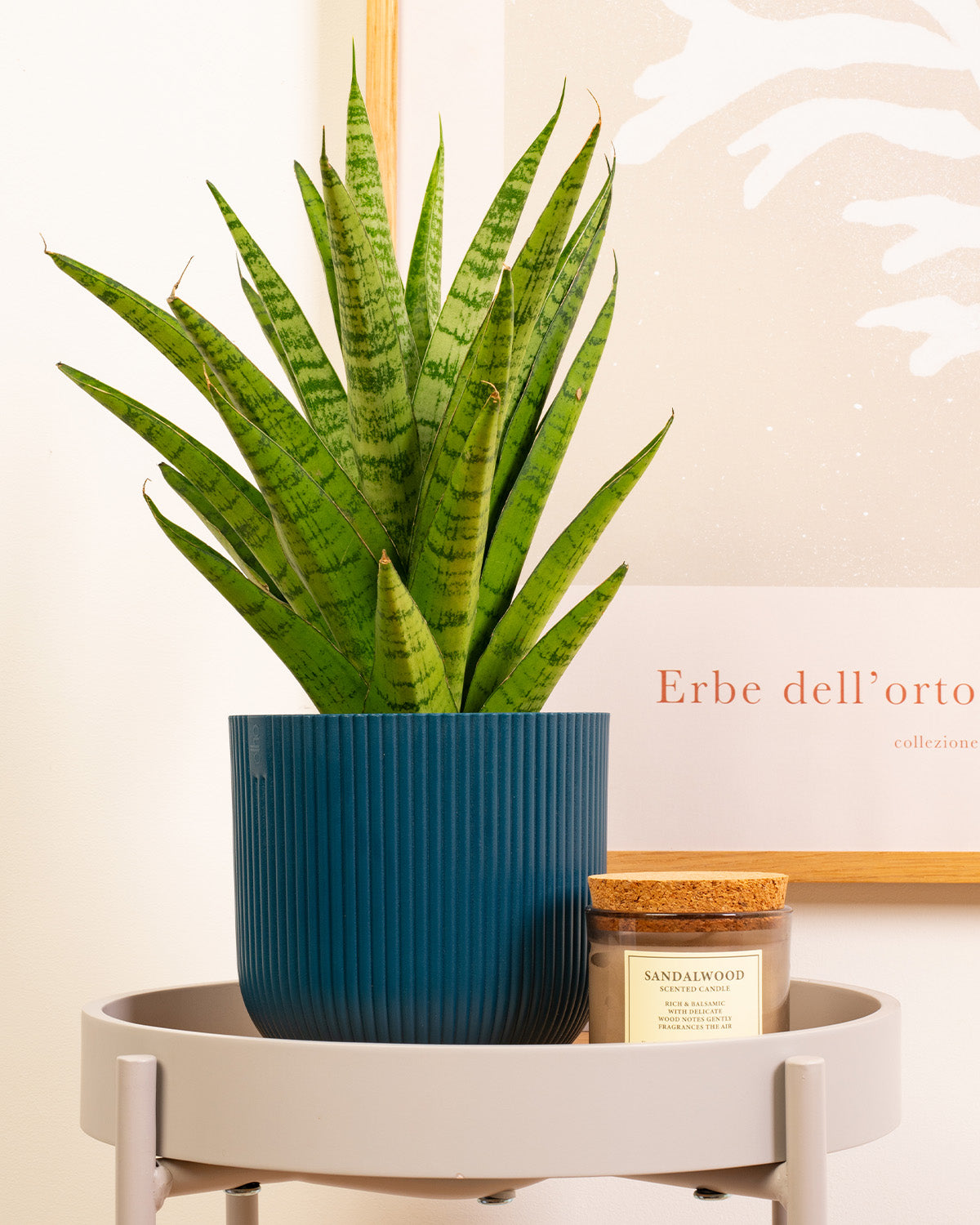 tough lady sansevieria Tough Lady Plant | Sansevieria Tough Lady