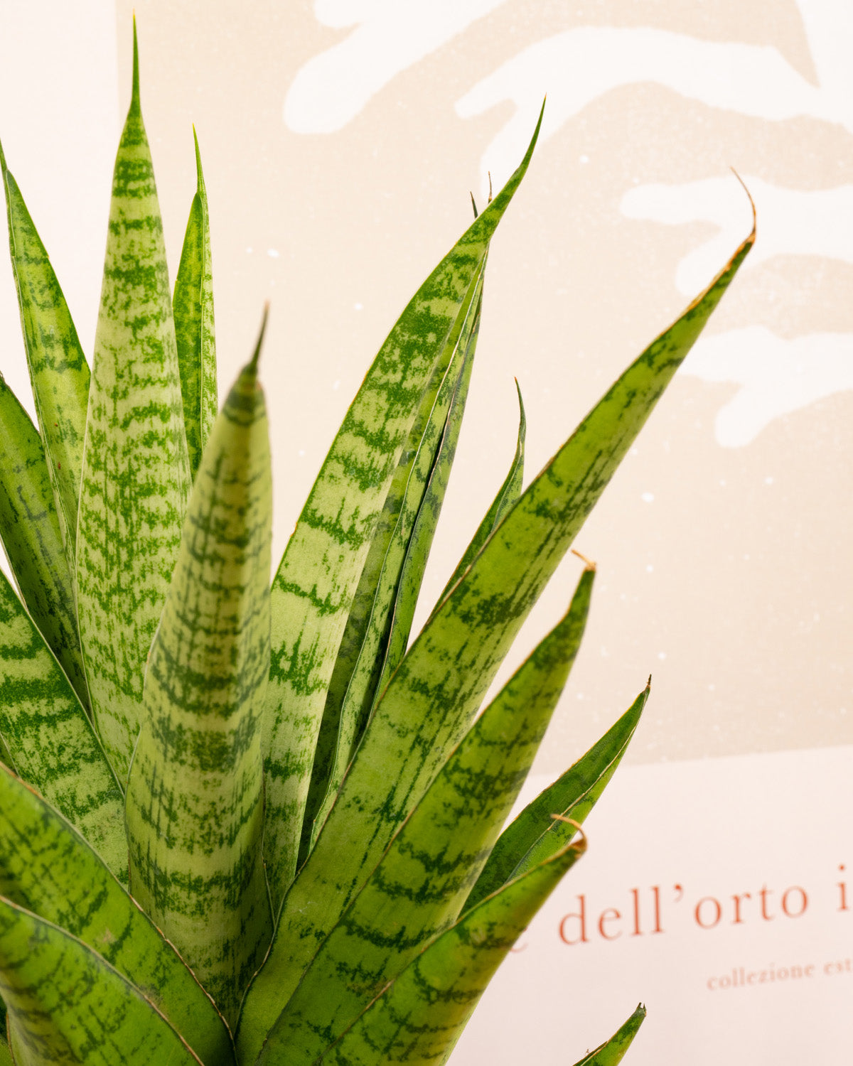 Tough Lady Plant