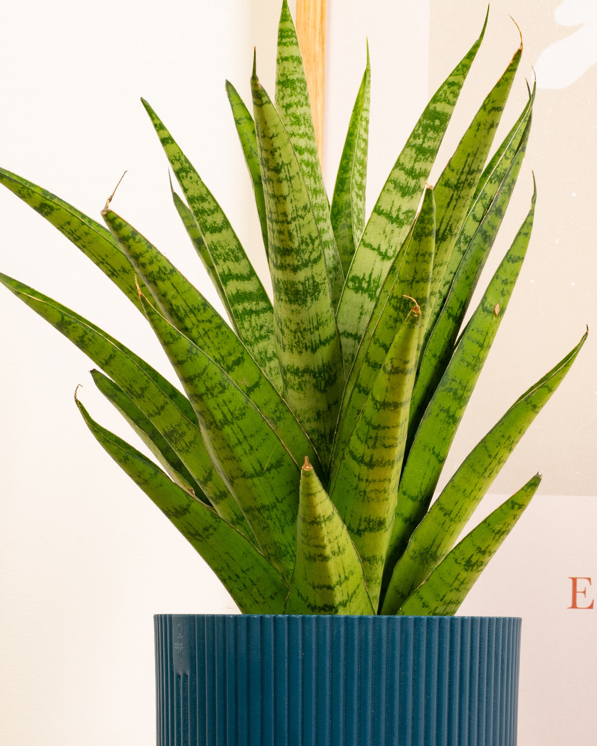 Tough Lady Plant