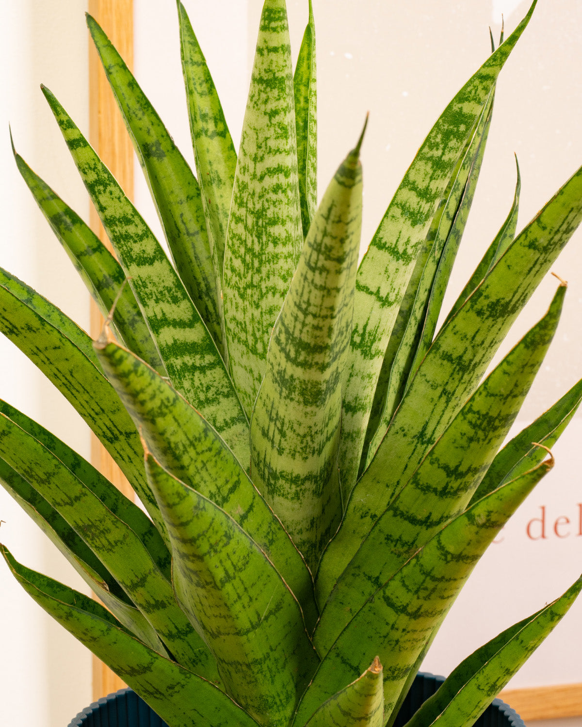 Tough Lady Plant