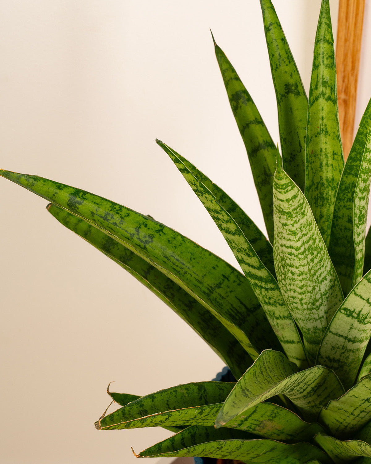 Tough Lady Plant