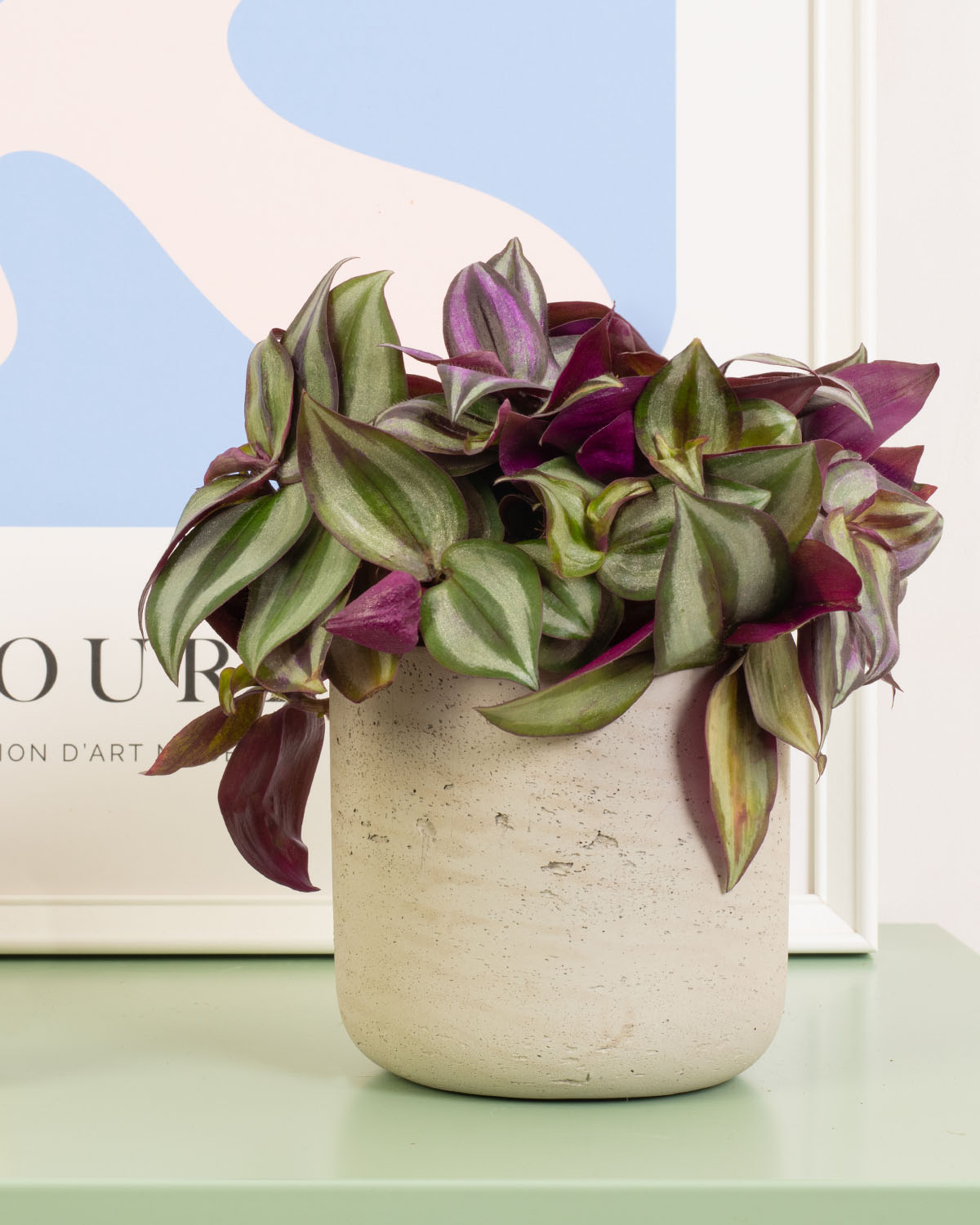 zebrina spider plant Silver Inch Plant | Tradescantia Zebrina