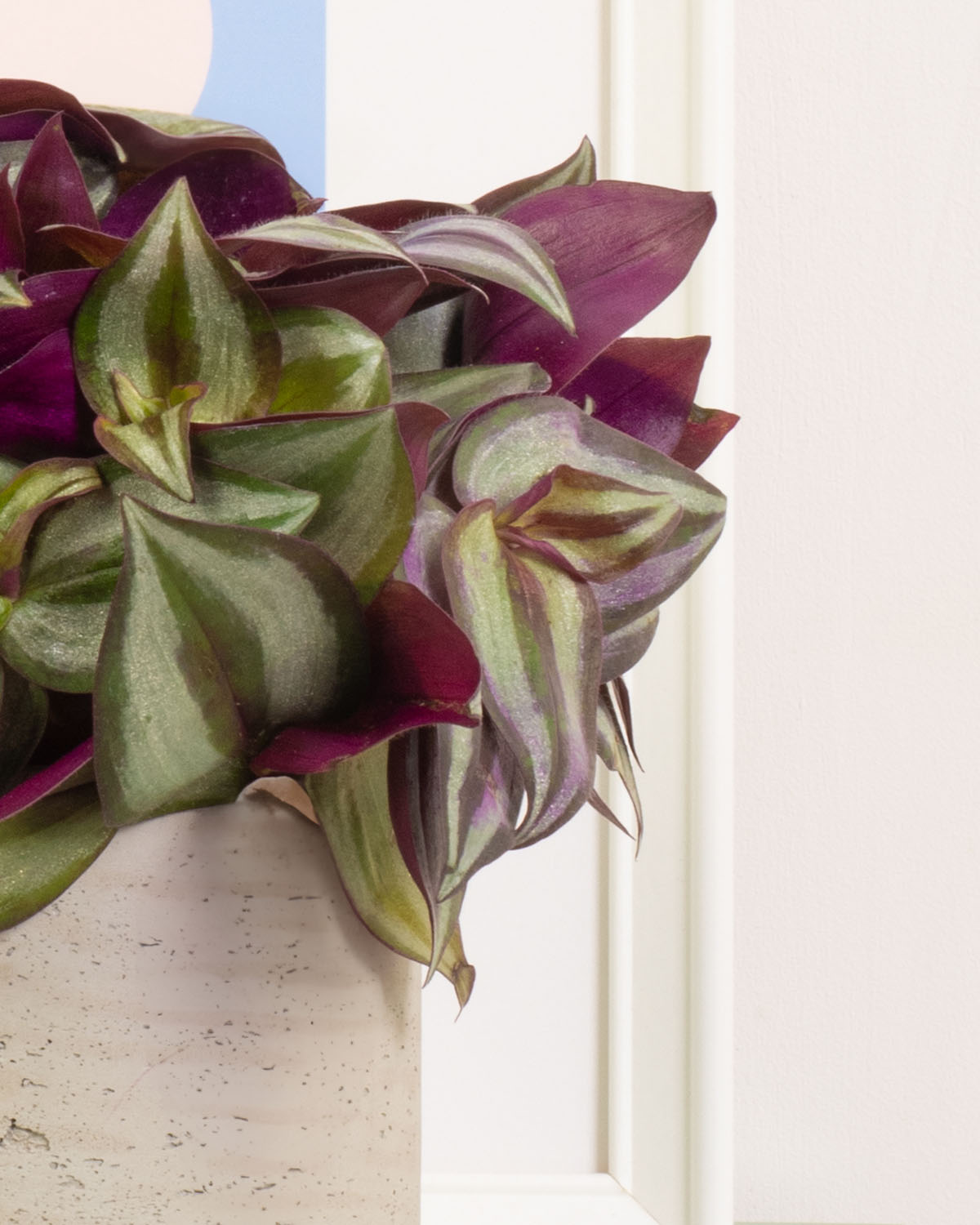 Silver Inch Plant