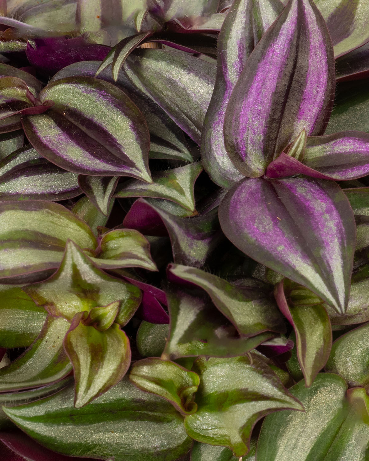 Silver Inch Plant