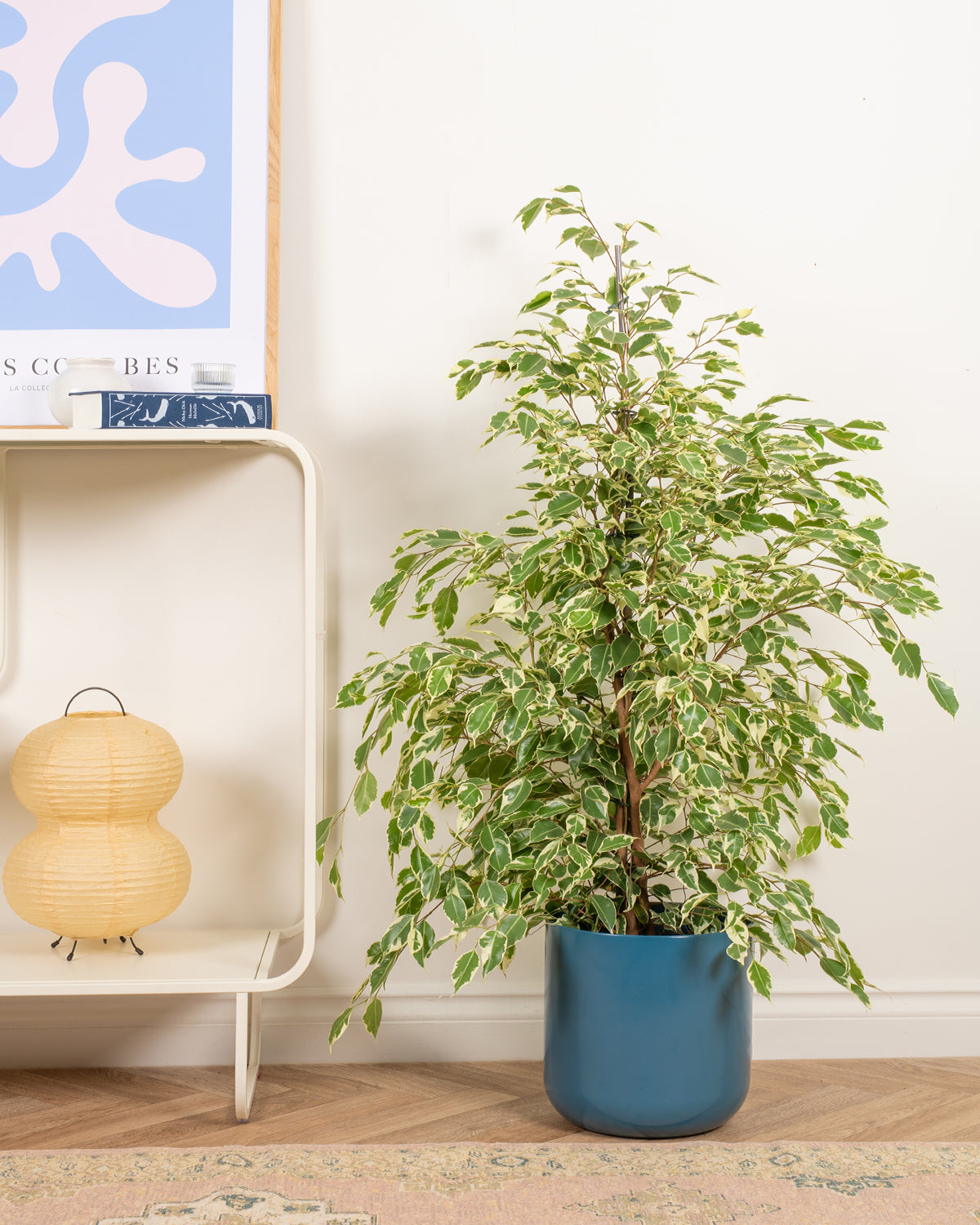 Variegated Weeping Fig