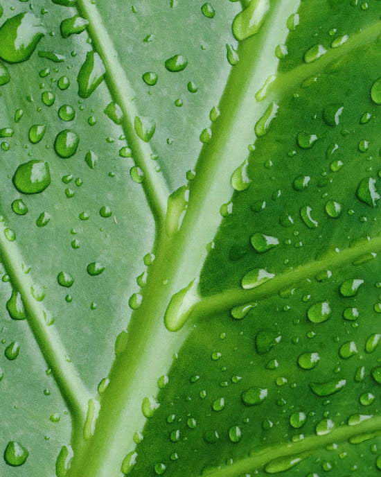 Prickle Plants Watering