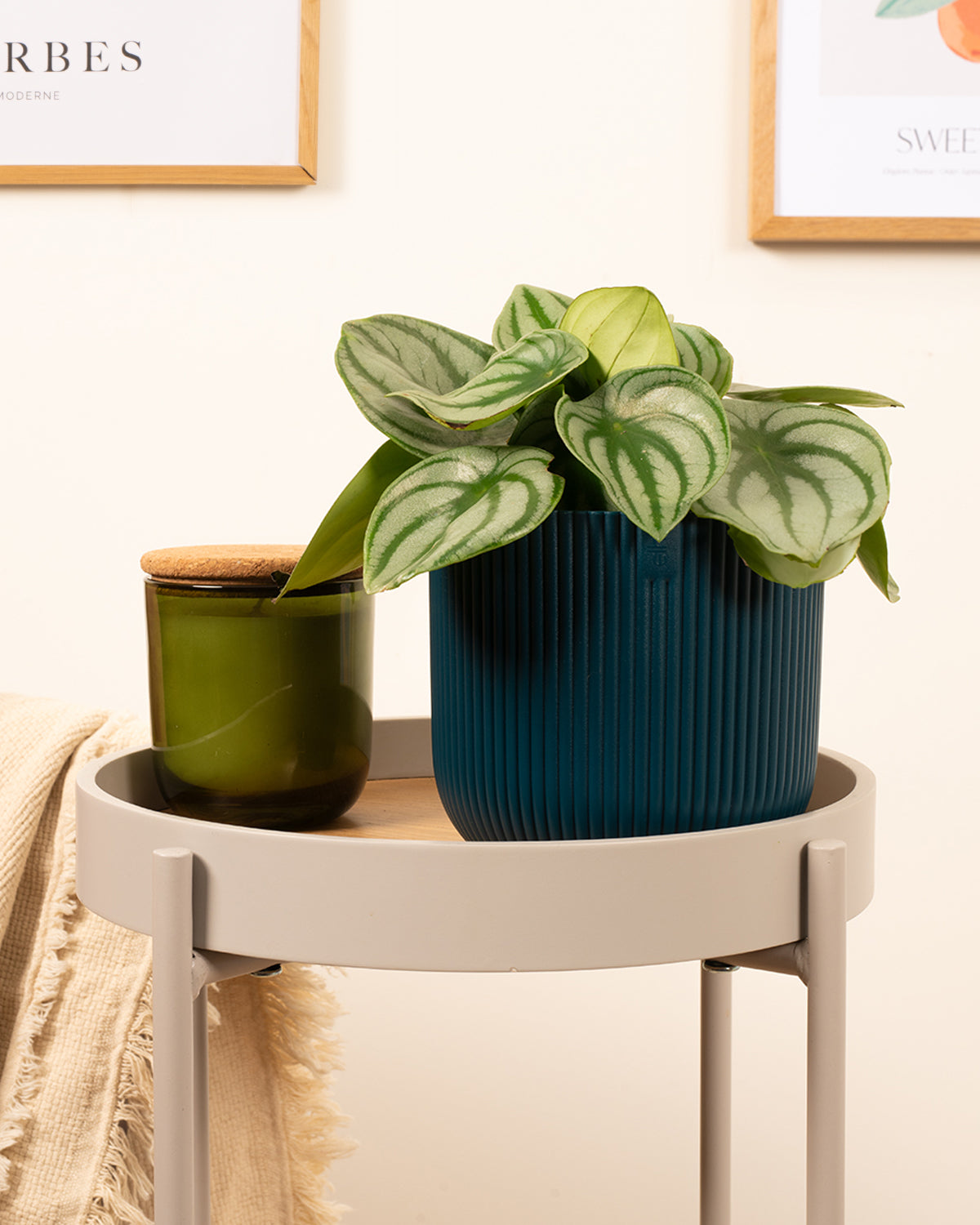 Watermelon Peperomia