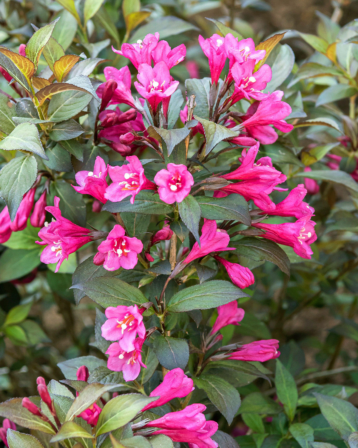 Black Weigela Patio Tree