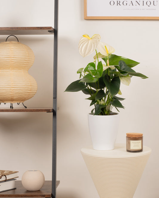 White Flamingo Plant